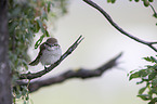 red-backed shrike