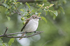 red-backed shrike