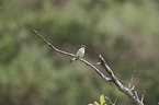 Red-backed Shrike