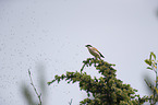 Red-backed Shrike