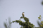 Red-backed Shrike