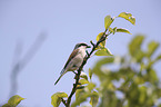 Red-backed Shrike