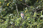 Red-backed Shrike