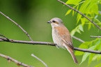 red-backed shrike