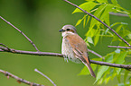 red-backed shrike