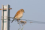 red-backed shrike