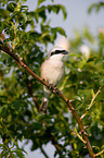 red-backed shrike