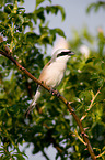 red-backed shrike