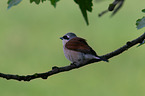 red-backed shrike