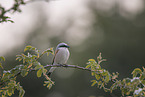 red-backed shrike