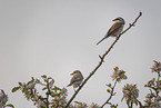 red-backed shrikes