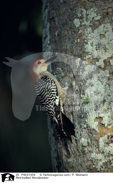 Carolina-Specht / Red-bellied Woodpecker / PW-01454