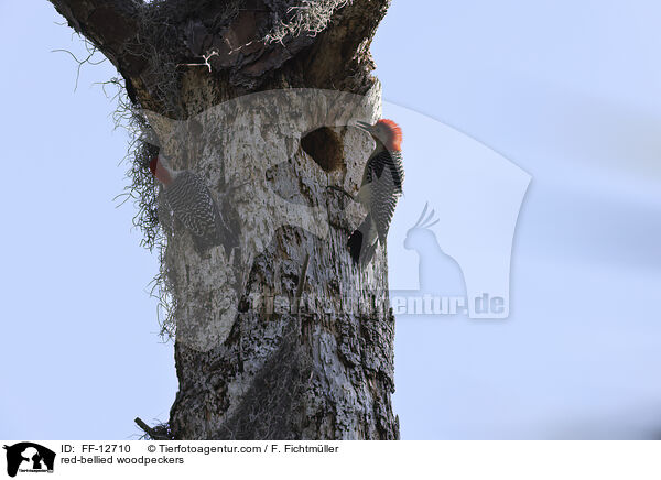 Carolinaspechte / red-bellied woodpeckers / FF-12710