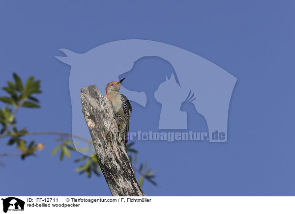 red-bellied woodpecker / FF-12711
