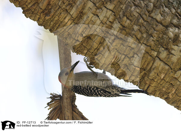 red-bellied woodpecker / FF-12713