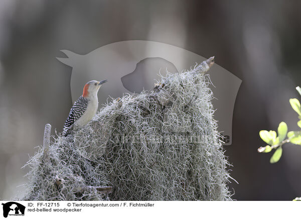 Carolinaspecht / red-bellied woodpecker / FF-12715