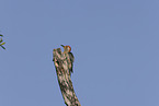 red-bellied woodpecker