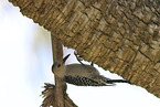 red-bellied woodpecker