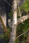 red-bellied woodpecker