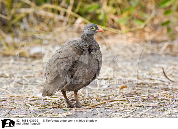 red-billed francolin / MBS-03955