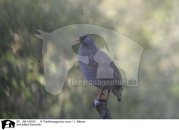 red-billed francolin / JM-18302