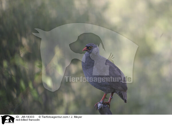 red-billed francolin / JM-18303