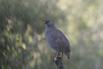 red-billed francolin