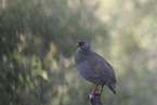 red-billed francolin