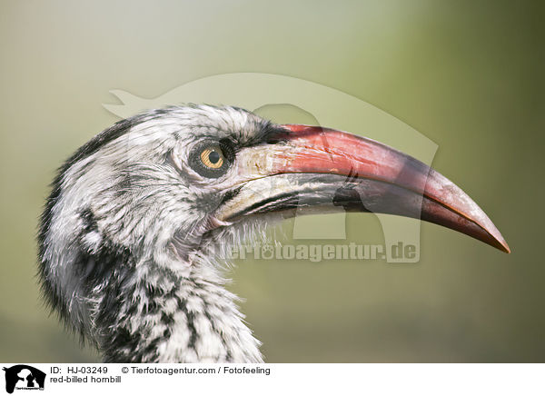 Rotschnabeltoko / red-billed hornbill / HJ-03249