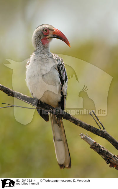 red-billed hornbill / DV-02214