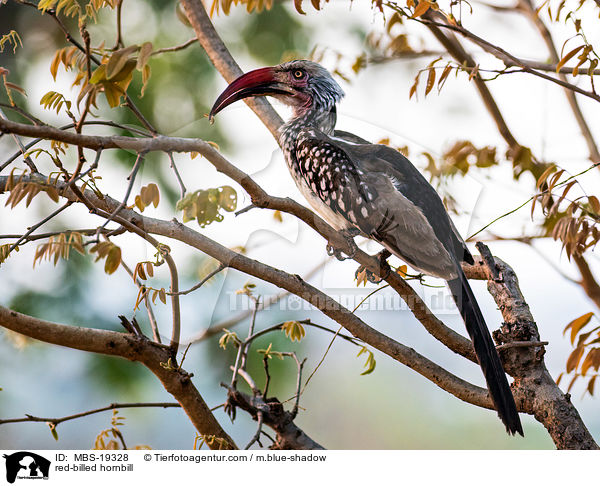 Rotschnabeltoko / red-billed hornbill / MBS-19328