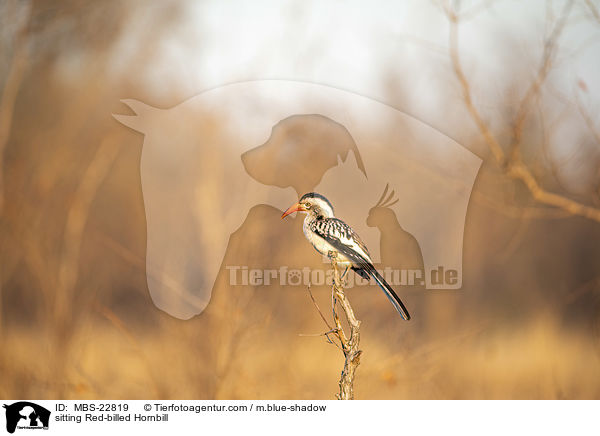 sitzender Rotschnabeltoko / sitting Red-billed Hornbill / MBS-22819