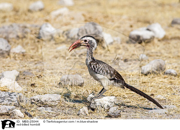 Rotschnabeltoko / red-billed hornbill / MBS-25044