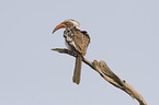 red-billed toko