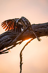 red-billed hornbill