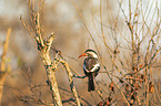 sitting Red-billed Hornbill