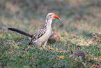 red-billed hornbill