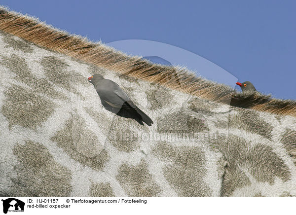 red-billed oxpecker / HJ-01157