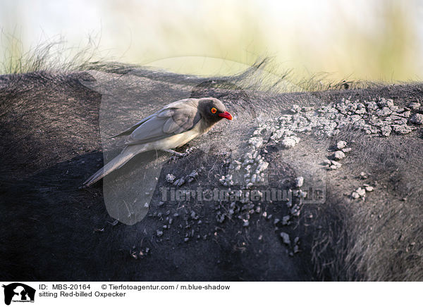 sitting Red-billed Oxpecker / MBS-20164