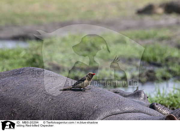 sitzender Rotschnabel-Madenhacker / sitting Red-billed Oxpecker / MBS-20294