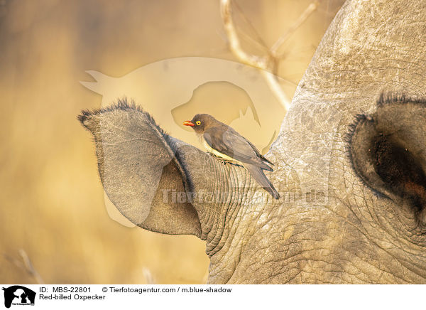 Red-billed Oxpecker / MBS-22801