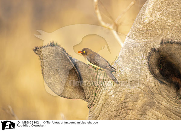Red-billed Oxpecker / MBS-22802