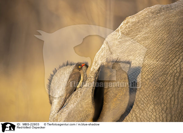 Rotschnabel-Madenhacker / Red-billed Oxpecker / MBS-22803