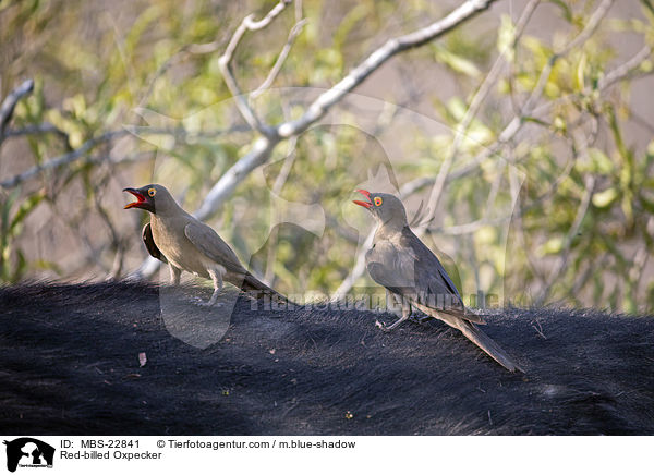 Red-billed Oxpecker / MBS-22841