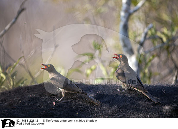 Red-billed Oxpecker / MBS-22842