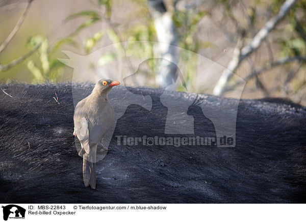 Red-billed Oxpecker / MBS-22843