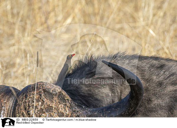 Red-billed Oxpecker / MBS-22859