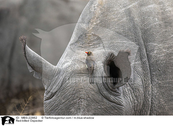 Rotschnabel-Madenhacker / Red-billed Oxpecker / MBS-22862