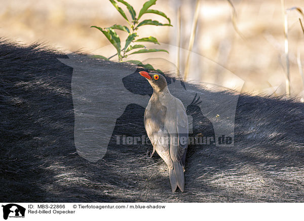 Red-billed Oxpecker / MBS-22866