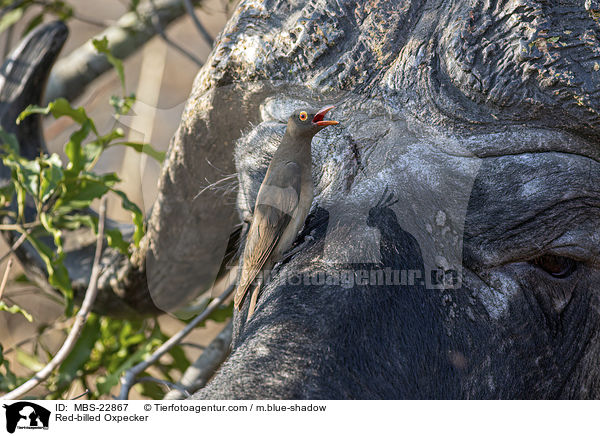 Red-billed Oxpecker / MBS-22867